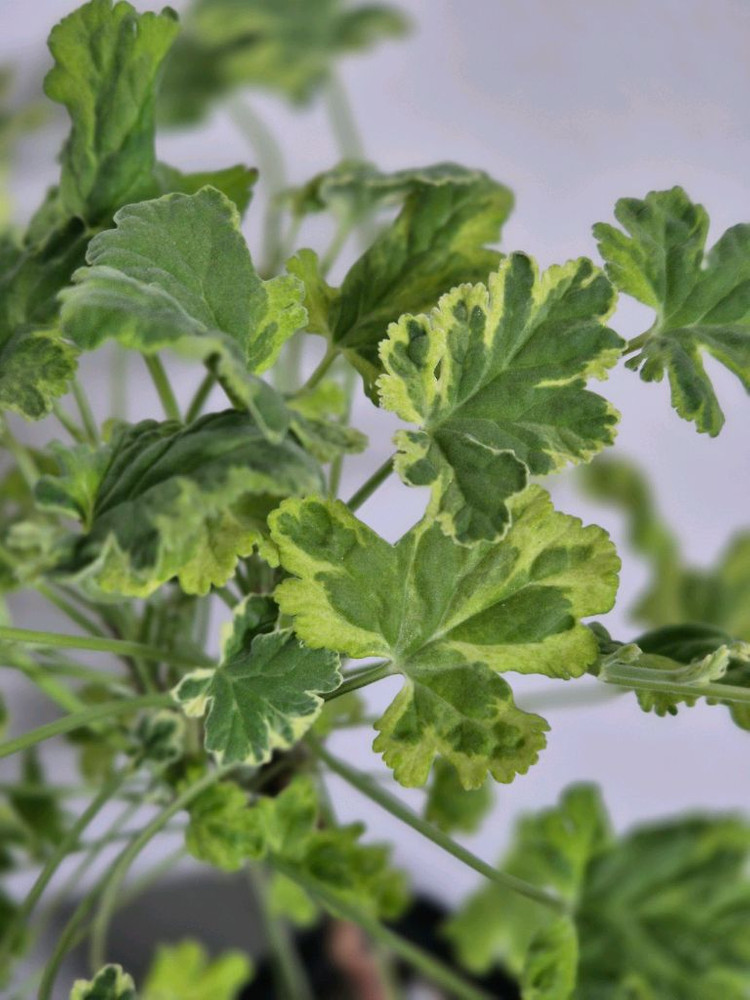 센티드 제라늄 크리미넛맥--3