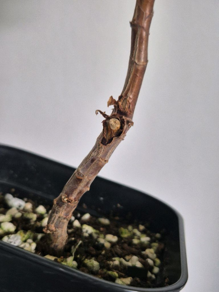 센티드 제라늄 크리미넛맥--4