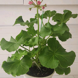 디아즈포르투나 제라늄 대품