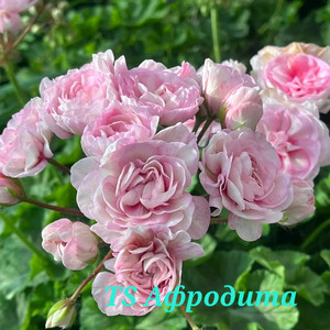 제라늄 ts 아프로디테