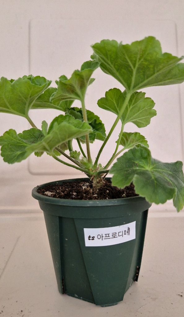제라늄 ts 아프로디테--1