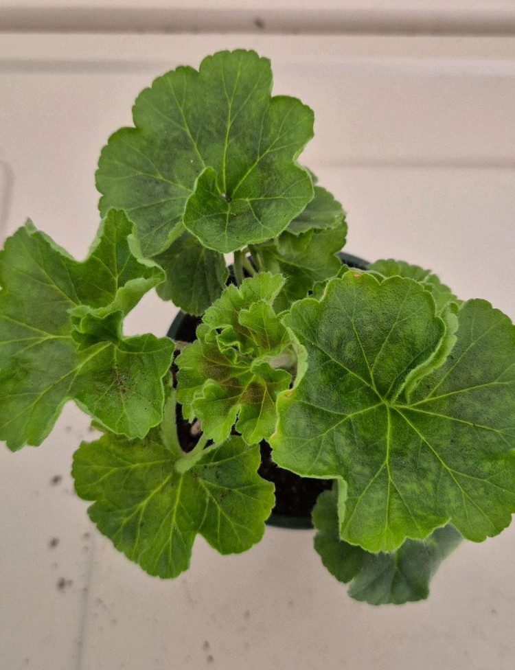 제라늄 ts 아프로디테--2