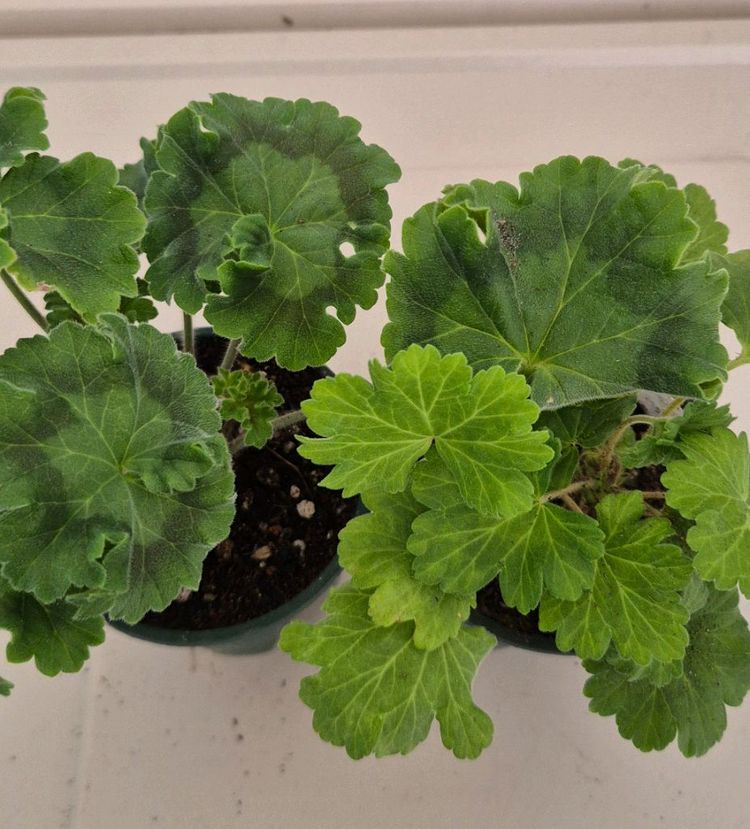 제라늄 2종 세트--1