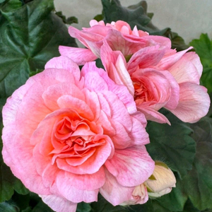 제라늄 디아즈 마타하리