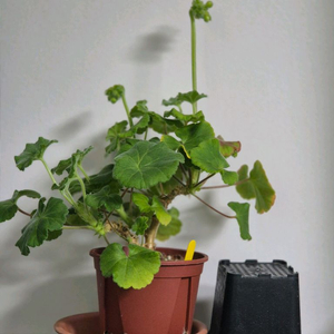 제라늄 매드펄로즈