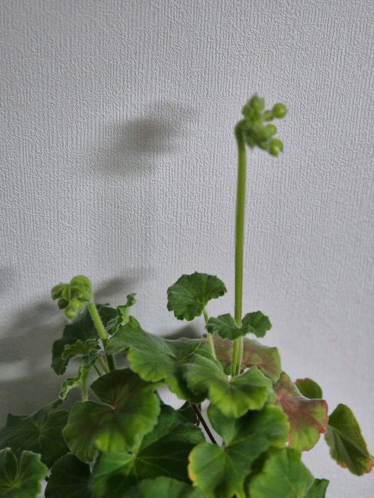 제라늄 매드펄로즈--2