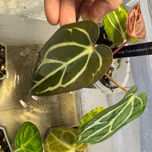 교환 안스리움 칼라블랙키 gph001 s1 g2 x og5,판매