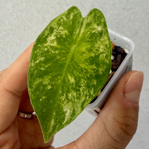 알로카시아 나이로비 나이트 화이트 바리에가타