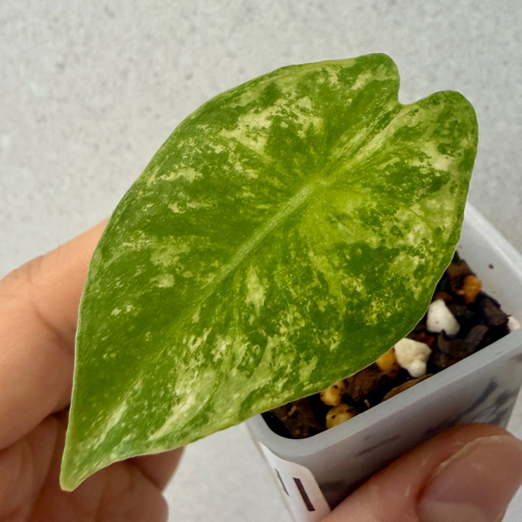 알로카시아 나이로비 나이트 화이트 바리에가타--1