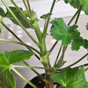 제라늄(심플로렌스)