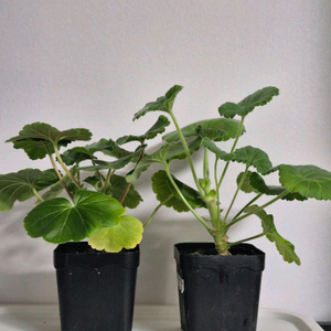 제라늄 2종 모나베르사유, 다나에