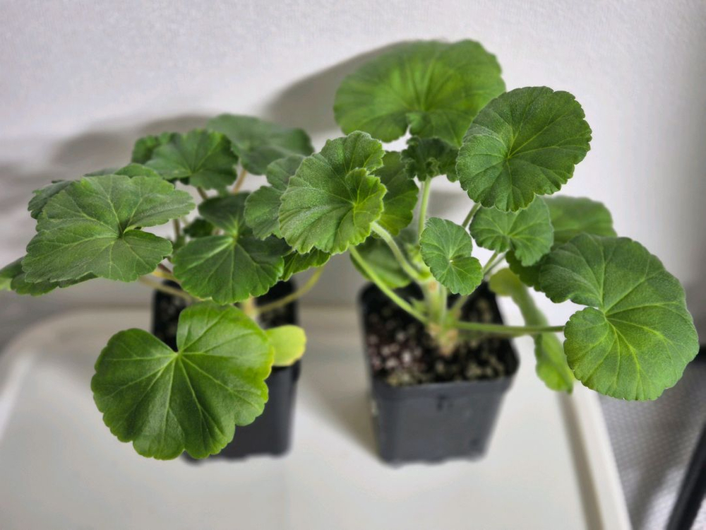 제라늄 2종 모나베르사유, 다나에--1