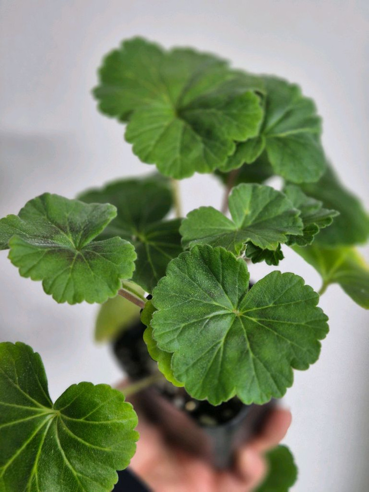 제라늄 2종 모나베르사유, 다나에--2