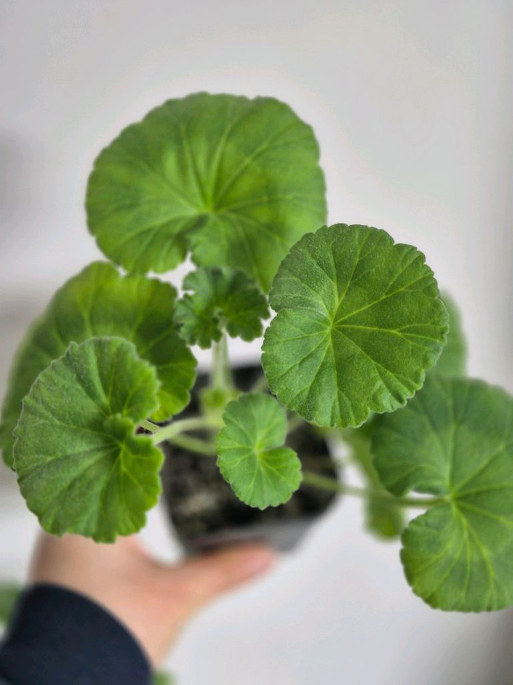 제라늄 2종 모나베르사유, 다나에--3