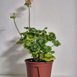 제라늄 디어아이유