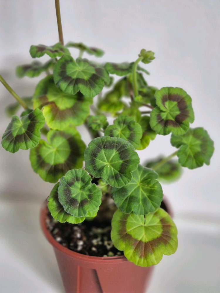 제라늄 디어아이유--1