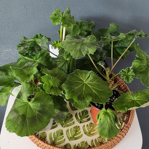 제라늄 4종(ess게이샤.에릭레이브파티.돈후안.심산호구슬)