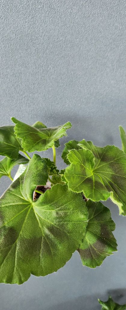 제라늄 4종(ess게이샤.에릭레이브파티.돈후안.심산호구슬)--1