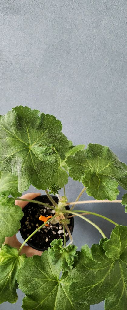 제라늄 4종(ess게이샤.에릭레이브파티.돈후안.심산호구슬)--2