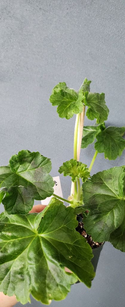 제라늄 4종(ess게이샤.에릭레이브파티.돈후안.심산호구슬)--3