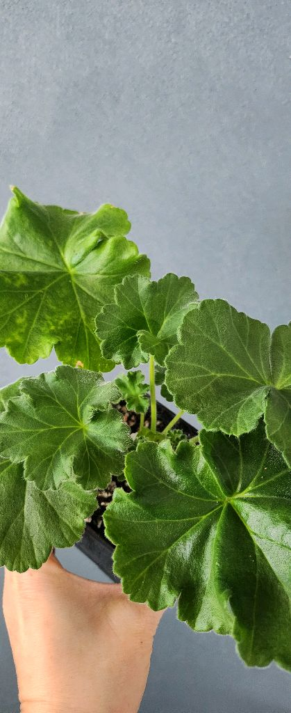 제라늄 4종(ess게이샤.에릭레이브파티.돈후안.심산호구슬)--4