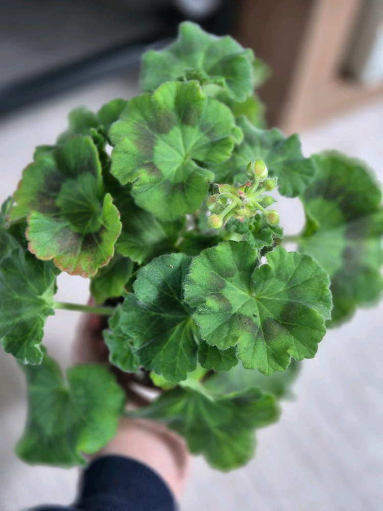 제라늄 디아나 중품--2