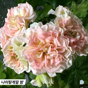 Mrs 나이팅게일 밤 Diaz 메리디아나 러시아제라늄 2종