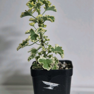 제라늄 흰무늬크리스펌, 시스썬버스트