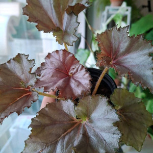 데자토리스 베고니아