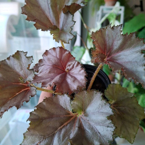 데자토리스 베고니아