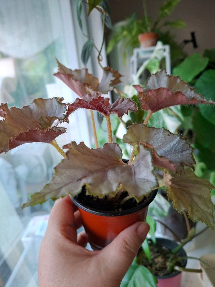 데자토리스 베고니아--1