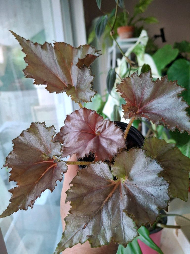 데자토리스 베고니아--2