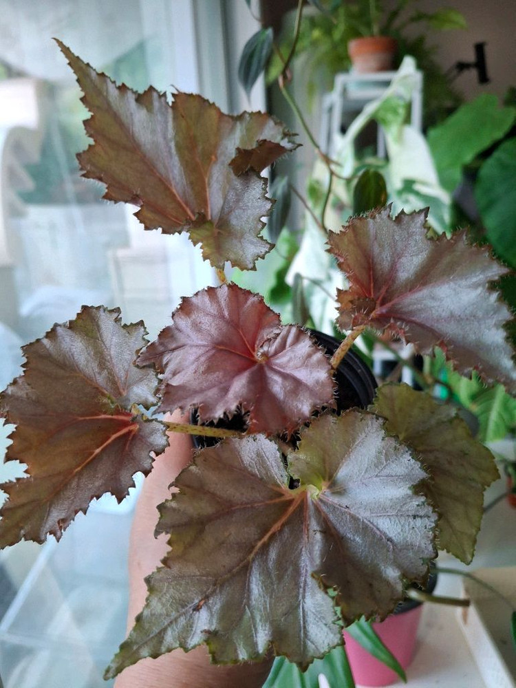 데자토리스 베고니아--3