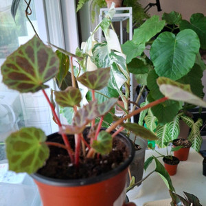 브룩시 베고니아