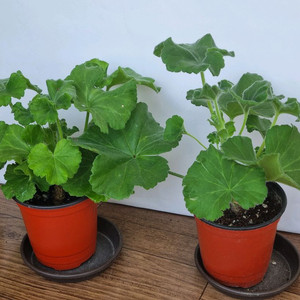 yuz벨에포크 yuz아마빌리스 2종 제라늄