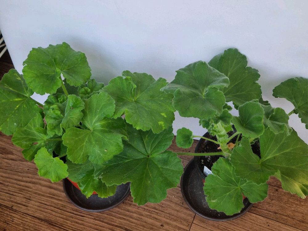 yuz벨에포크 yuz아마빌리스 2종 제라늄--1