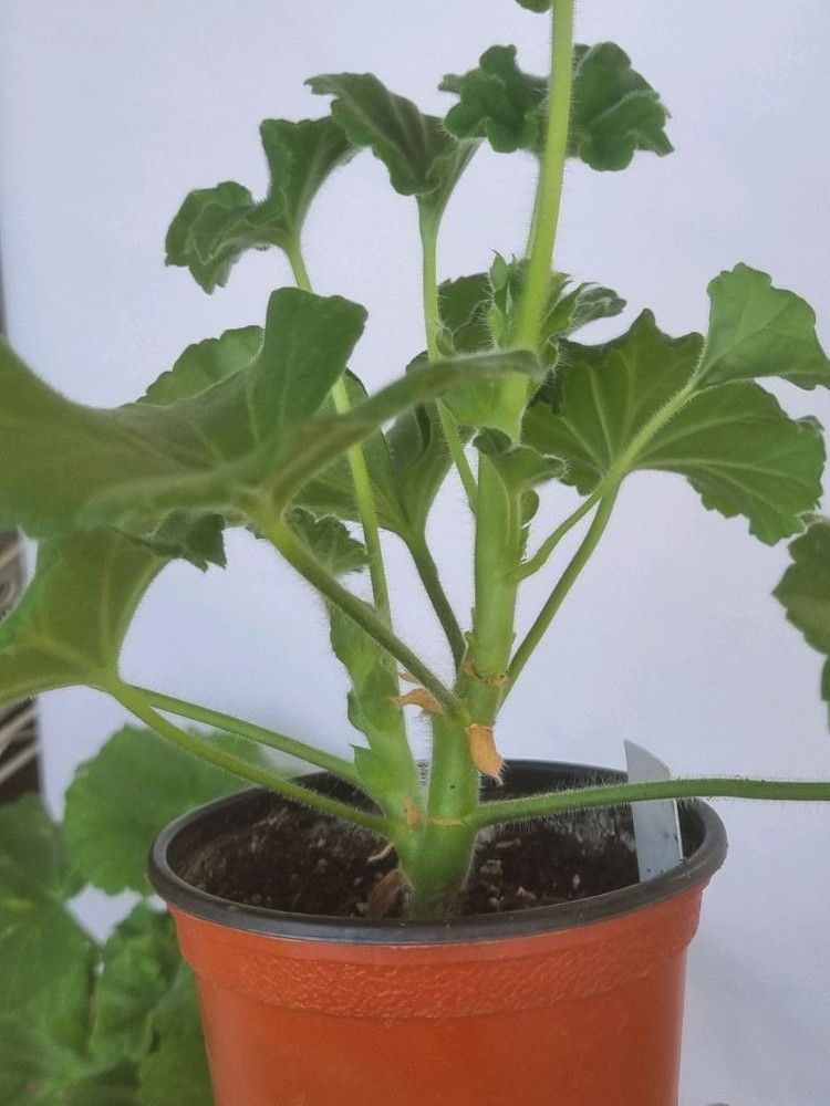 yuz벨에포크 yuz아마빌리스 2종 제라늄--3