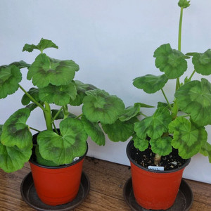 yuz샤를로트 yuz어텀브리즈 2종 제라늄