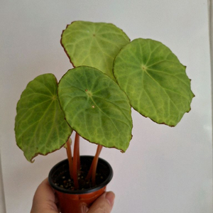 스카피게라 베고니아