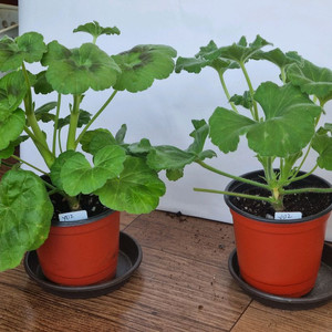 yuz샤를로트 yuz아마빌리스2종 제라늄