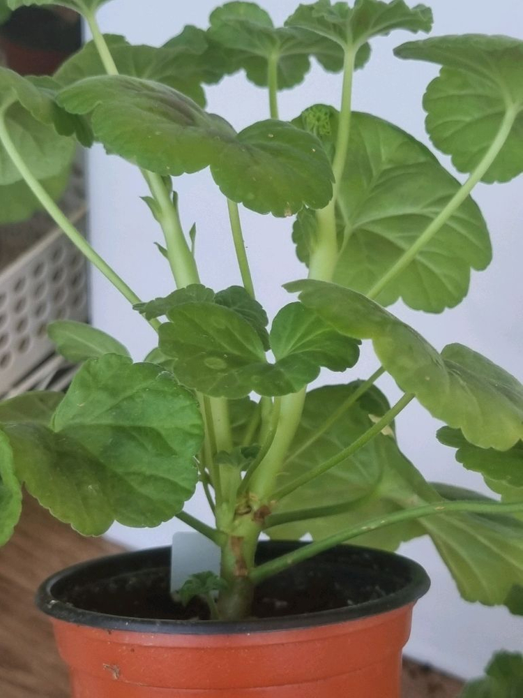 yuz샤를로트 yuz아마빌리스2종 제라늄--1