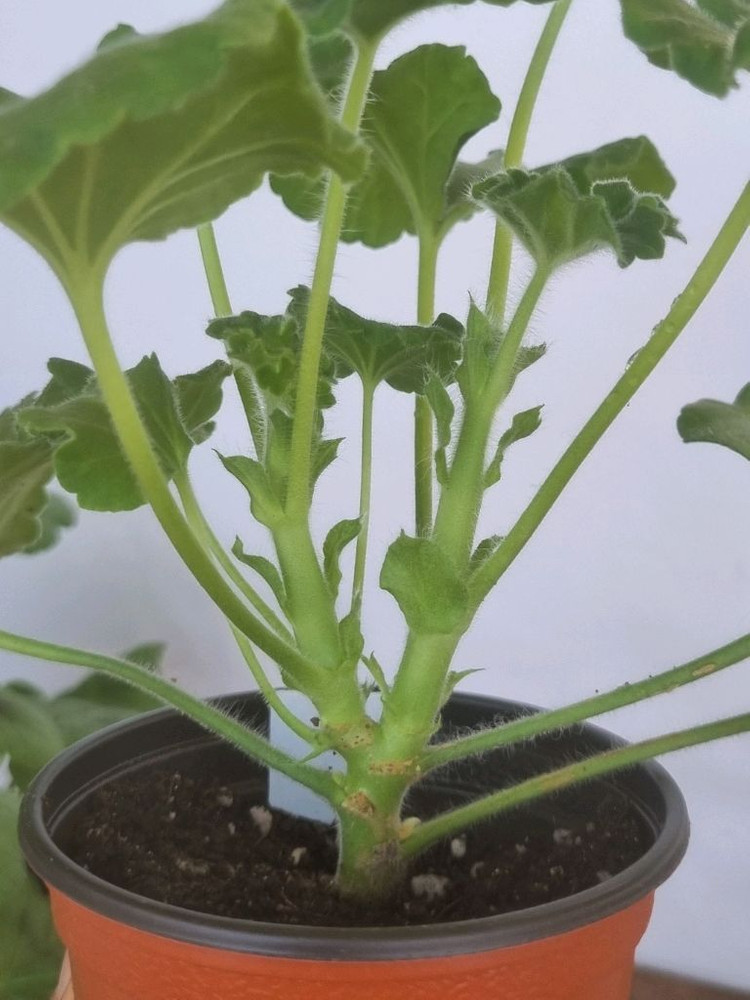 yuz샤를로트 yuz아마빌리스2종 제라늄--2