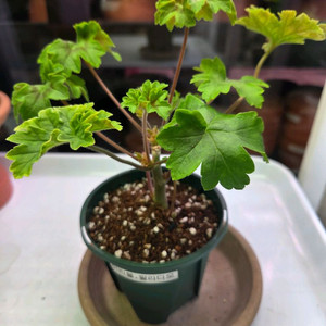 제라늄 이리올팔라디오