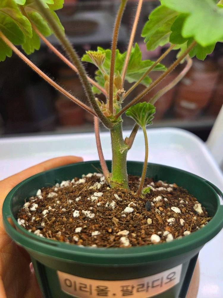 제라늄 이리올팔라디오--1