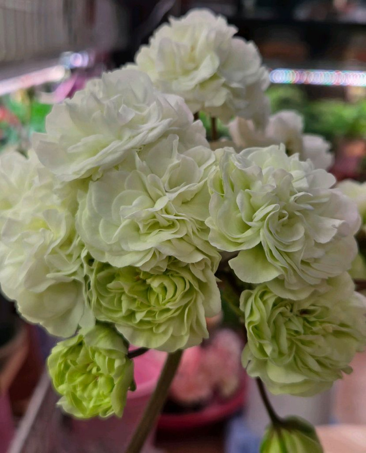 제라늄 이리올팔라디오--2