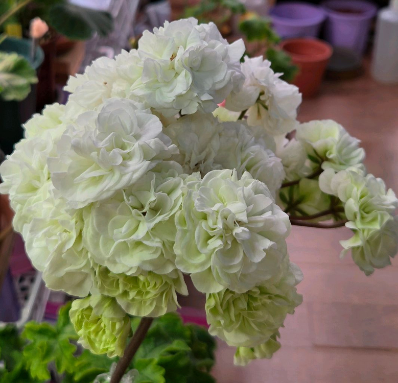 제라늄 이리올팔라디오--3