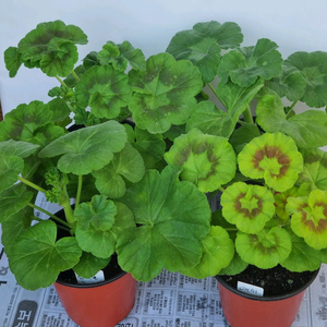 송겨울 애쉬 메이실키파스텔 사랑별빛 4종제라늄