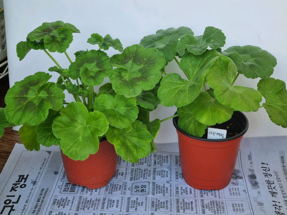 송겨울 애쉬 메이실키파스텔 사랑별빛 4종제라늄--1