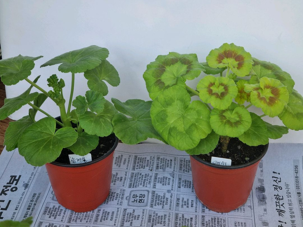 송겨울 애쉬 메이실키파스텔 사랑별빛 4종제라늄--2