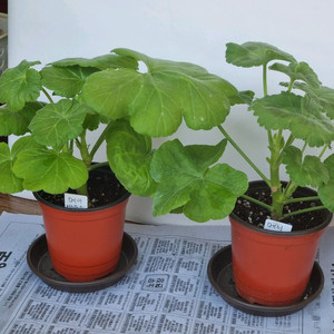 메이바운스 메이해무리 2종 제라늄